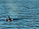 Baby Orca