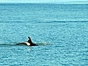 A diving Orca