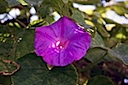 Flowers of Capri