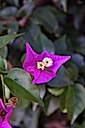 Flowers of Capri