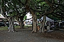 Banyan Tree Park