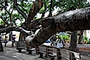 Banyan Tree Park