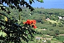 Views from the Road to Hana