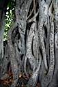 Banyan Tree