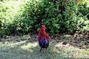 Island Fowl