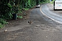 Chicken crossing road