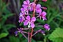 Flowers of the Yukon